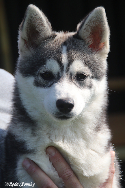 De Pomsky – Nederlandse Pomsky Club